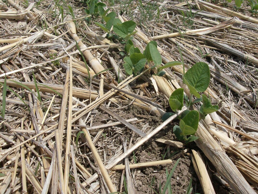 Soja en siembra directa sobre rastrojo de sorgo